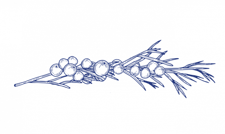 Juniper branch white with outline 1