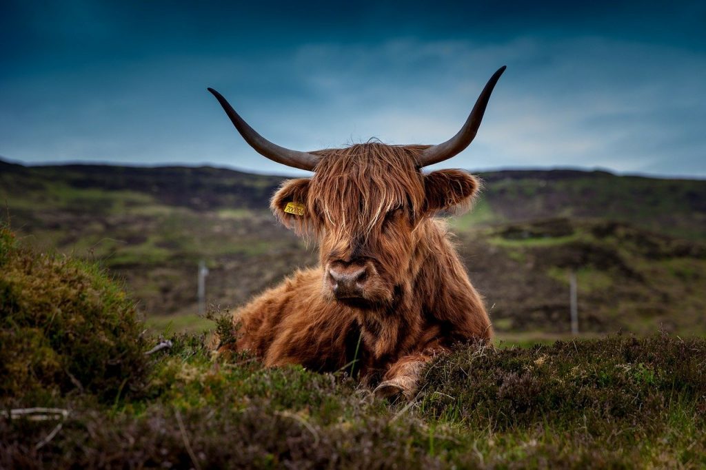 Highland Cattle Scotland