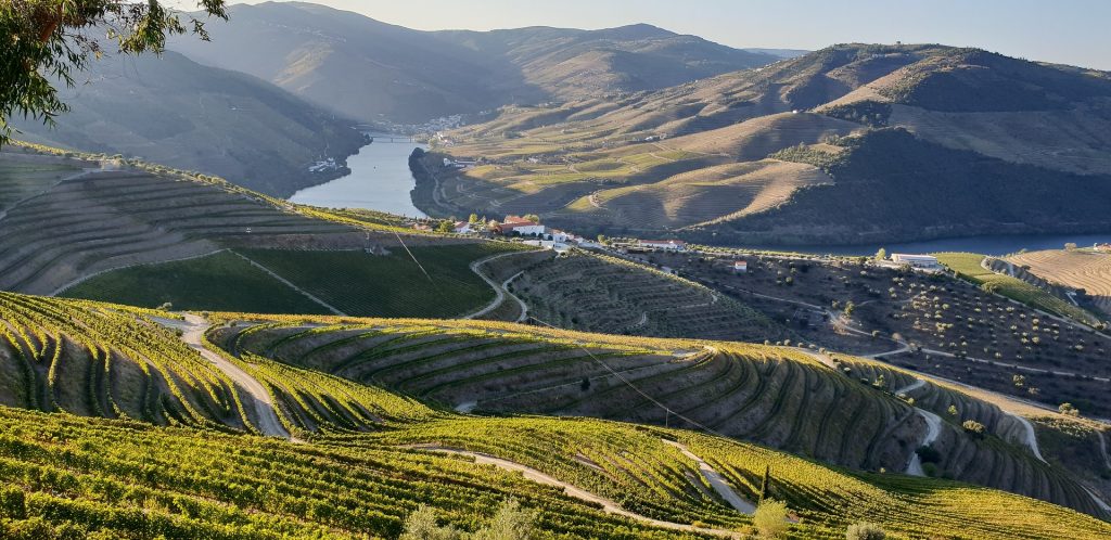 Portugal Vineyard with mountains in the background