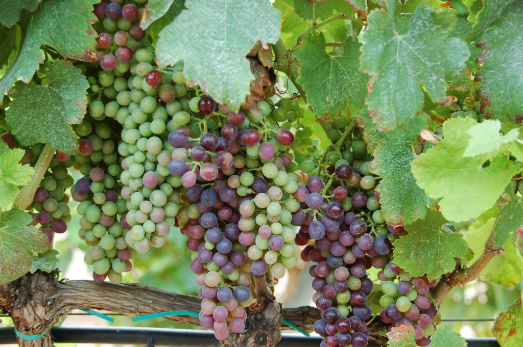 grapes g7349832d6 1920 spain winery