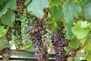 grapes g7349832d6 1920 spain winery