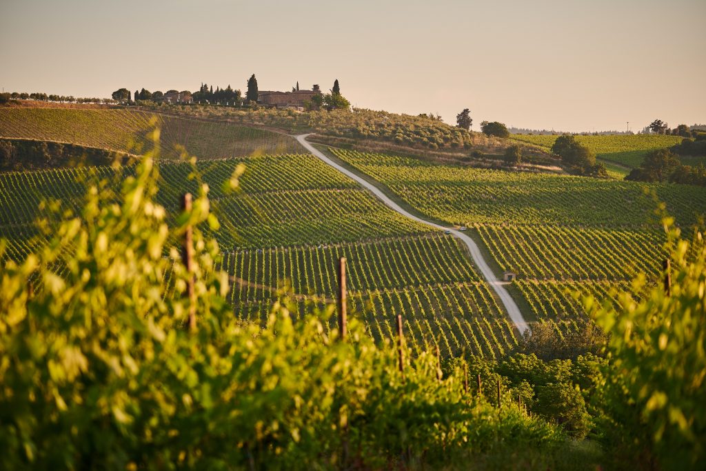 johny goerend pnigODapPek unsplash wine vineyard