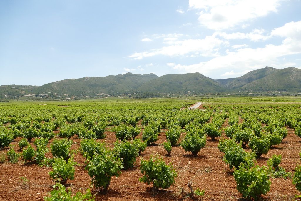 wine g7a60489e5 1920 spain