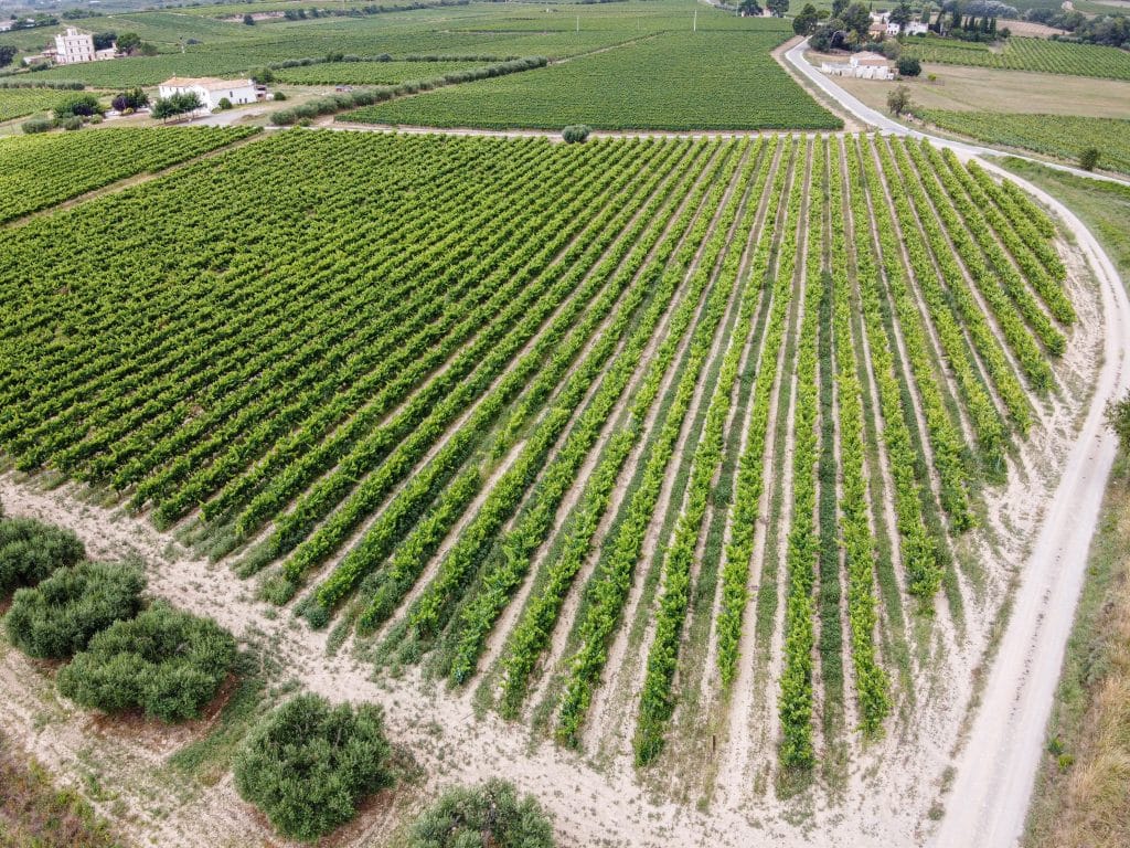 aleix ventayol BNd aD8HjXU unsplash vineyard