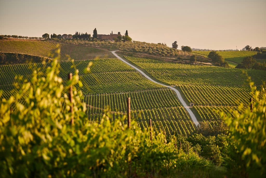 Italy Vineyard
