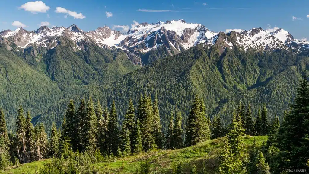 Mount Olympus Forest