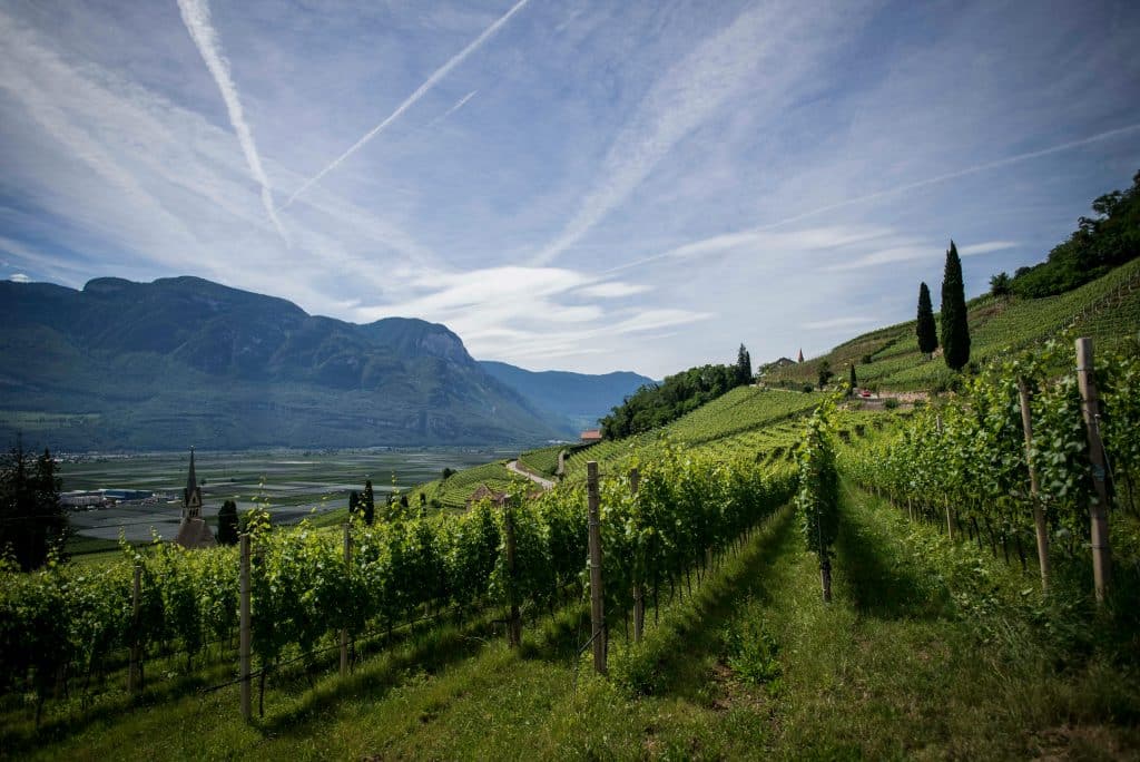 Vineyard in Italy
