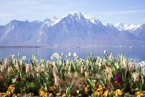 Montreux, Switzerland Flower background image