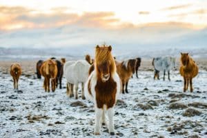 A group of Icelandic horses stands on a snowy field under a cloudy sky. The foreground features a white and brown horse looking directly at the camera. The background shows blurred mountains and a serene winter landscape.